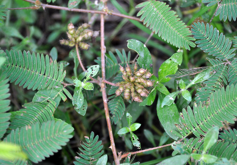 Image of Mimosa pudica specimen.