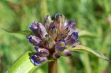 Gentiana macrophylla