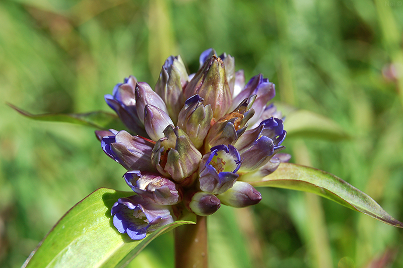 Image of Gentiana macrophylla specimen.