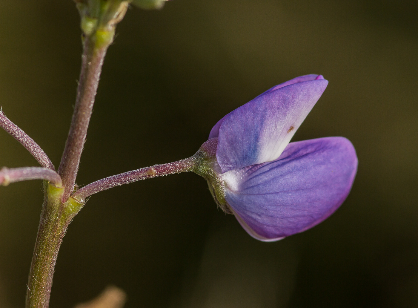 Изображение особи Lupinus polyphyllus.