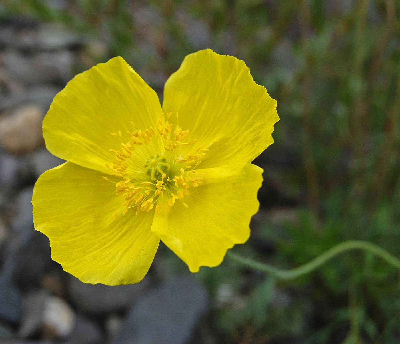 Image of genus Papaver specimen.