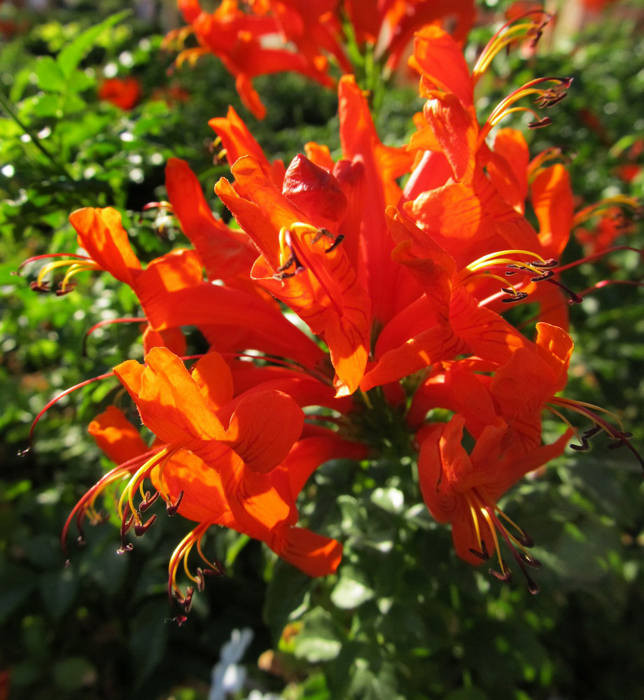 Image of Tecomaria capensis specimen.