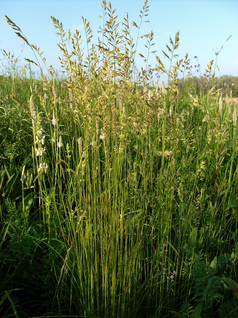 Изображение особи род Festuca.