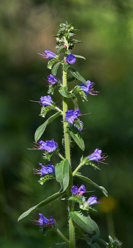 Image of Echium vulgare specimen.