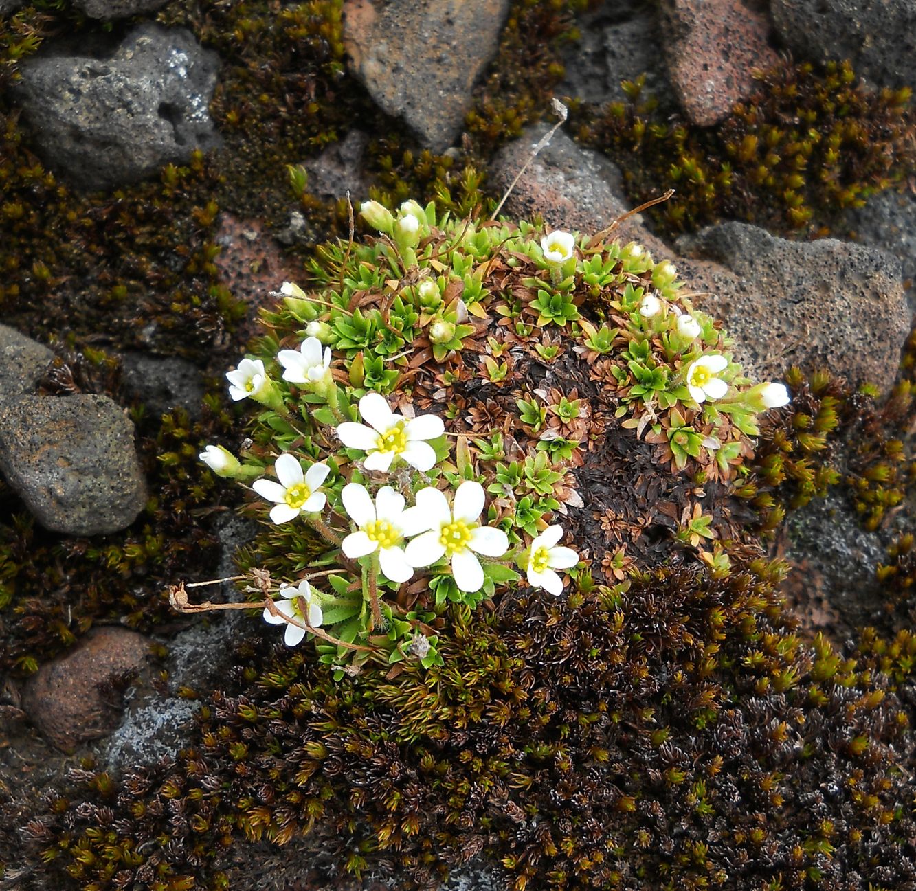 Image of Saxifraga androsacea specimen.