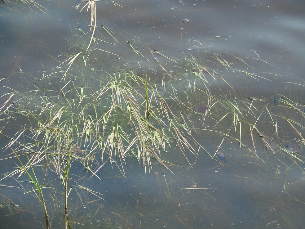 Image of genus Sparganium specimen.