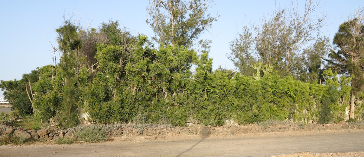 Image of Euphorbia tirucalli specimen.