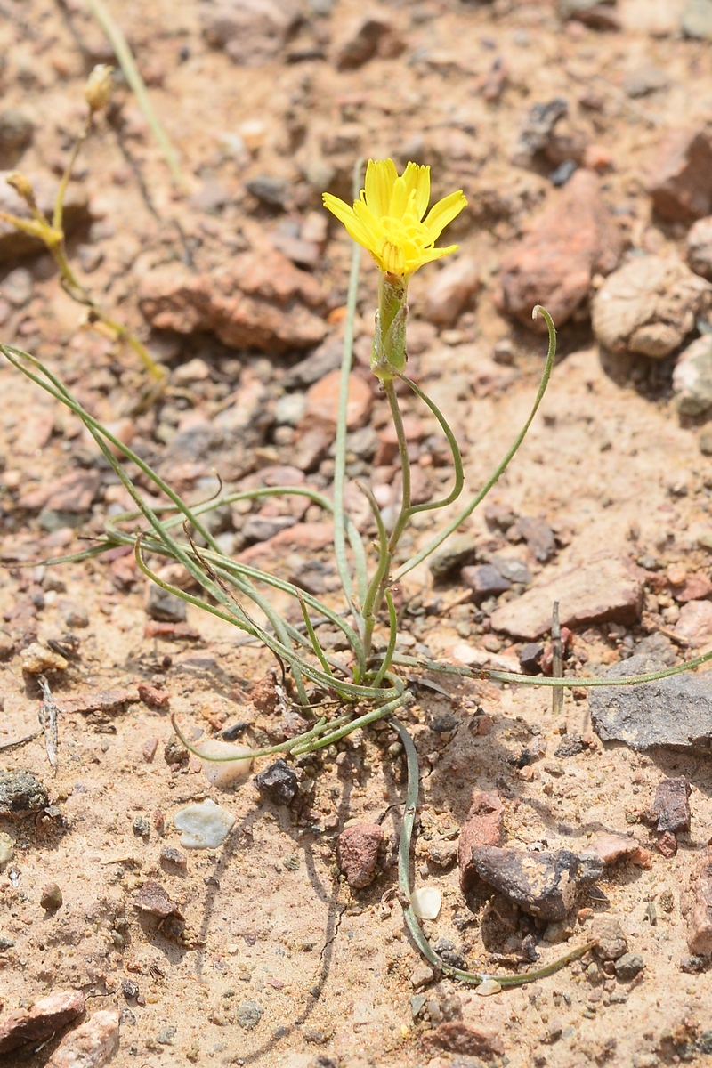 Image of Takhtajaniantha pusilla specimen.