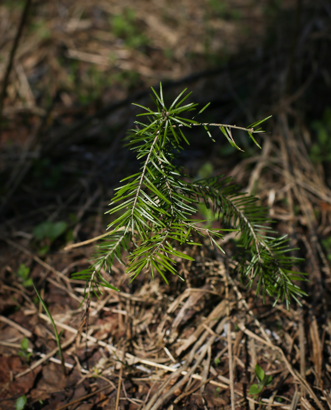 Изображение особи Abies sibirica.