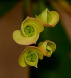 Euphorbia splendens