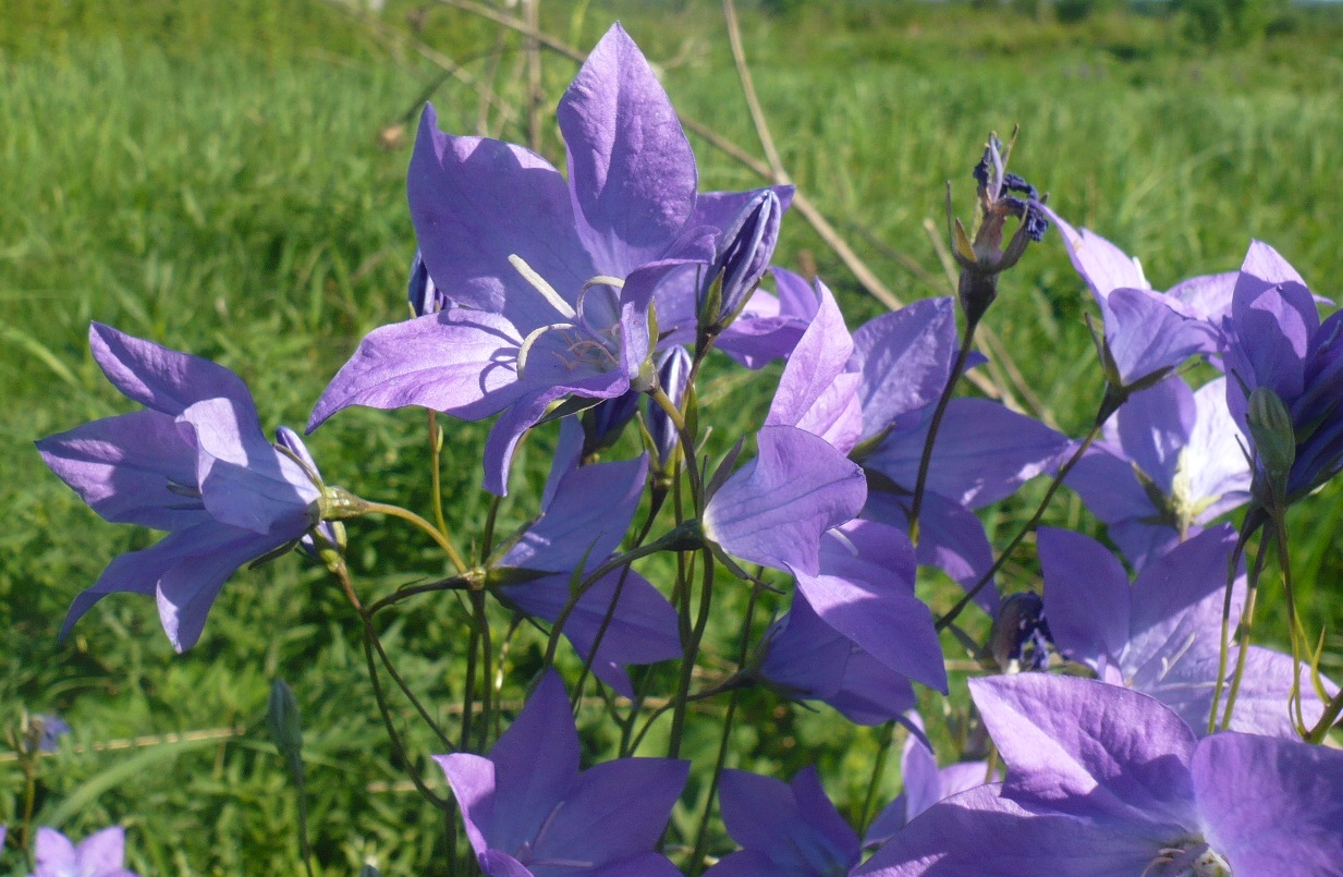 Image of Campanula altaica specimen.