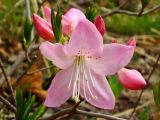 Rhododendron schlippenbachii. Ветвь с цветком и бутонами. Приморье, Хасанский р-н, п-в. Гамова, смешанный лес. 02.05.2015.