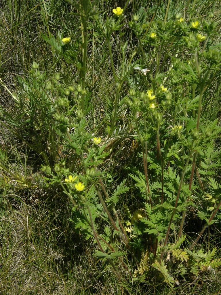 Image of Potentilla longifolia specimen.