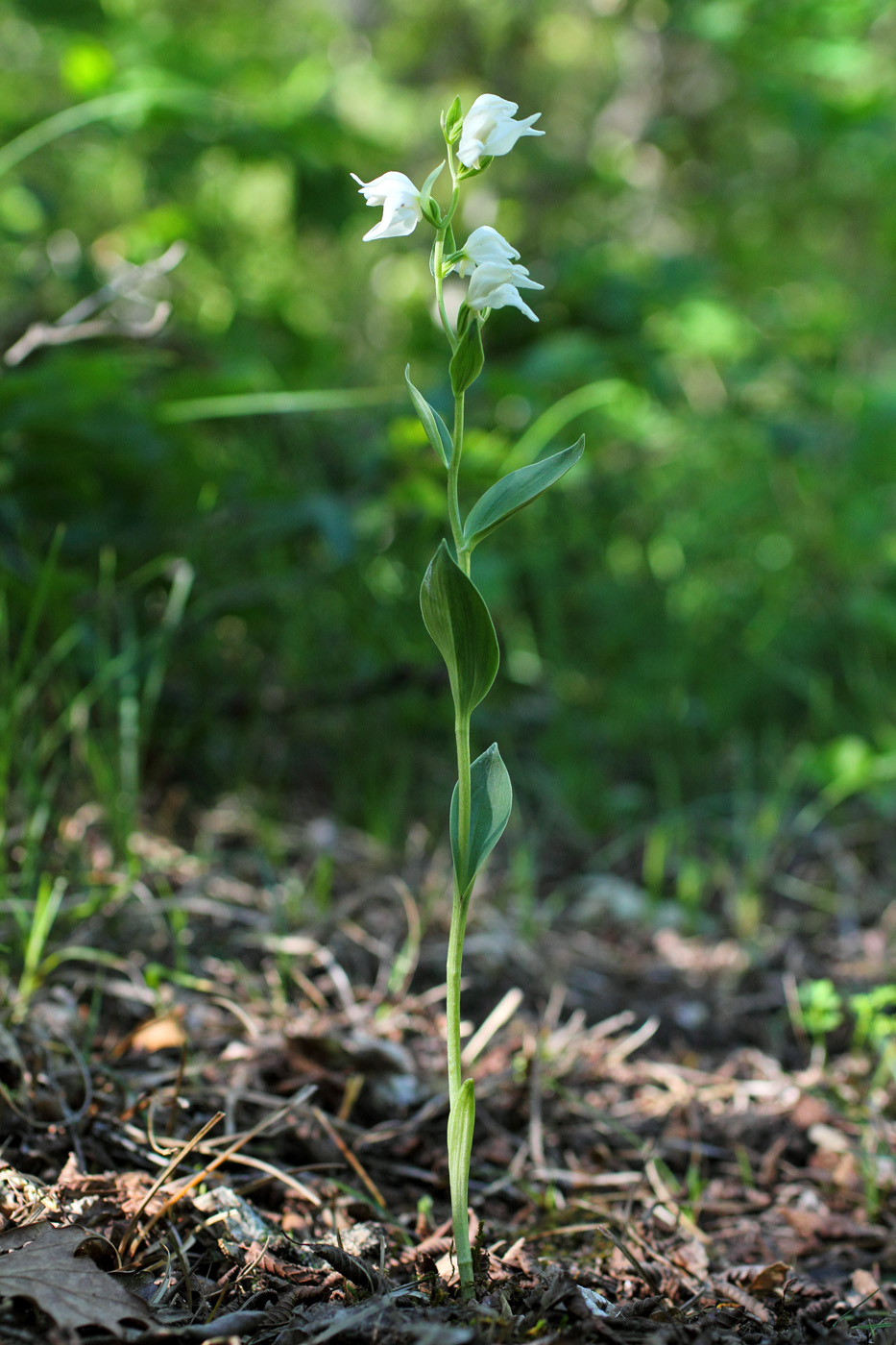 Image of Cephalanthera epipactoides specimen.