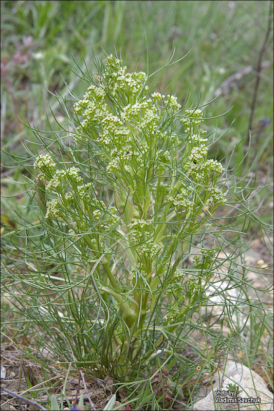 Image of Trinia hispida specimen.