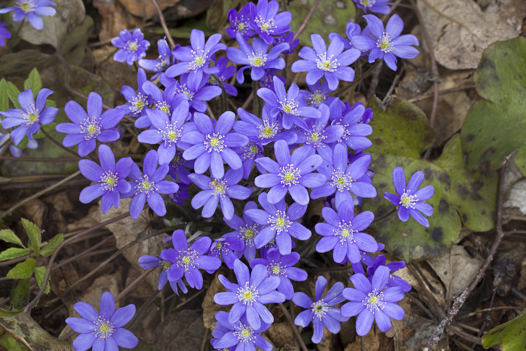 Изображение особи Hepatica nobilis.