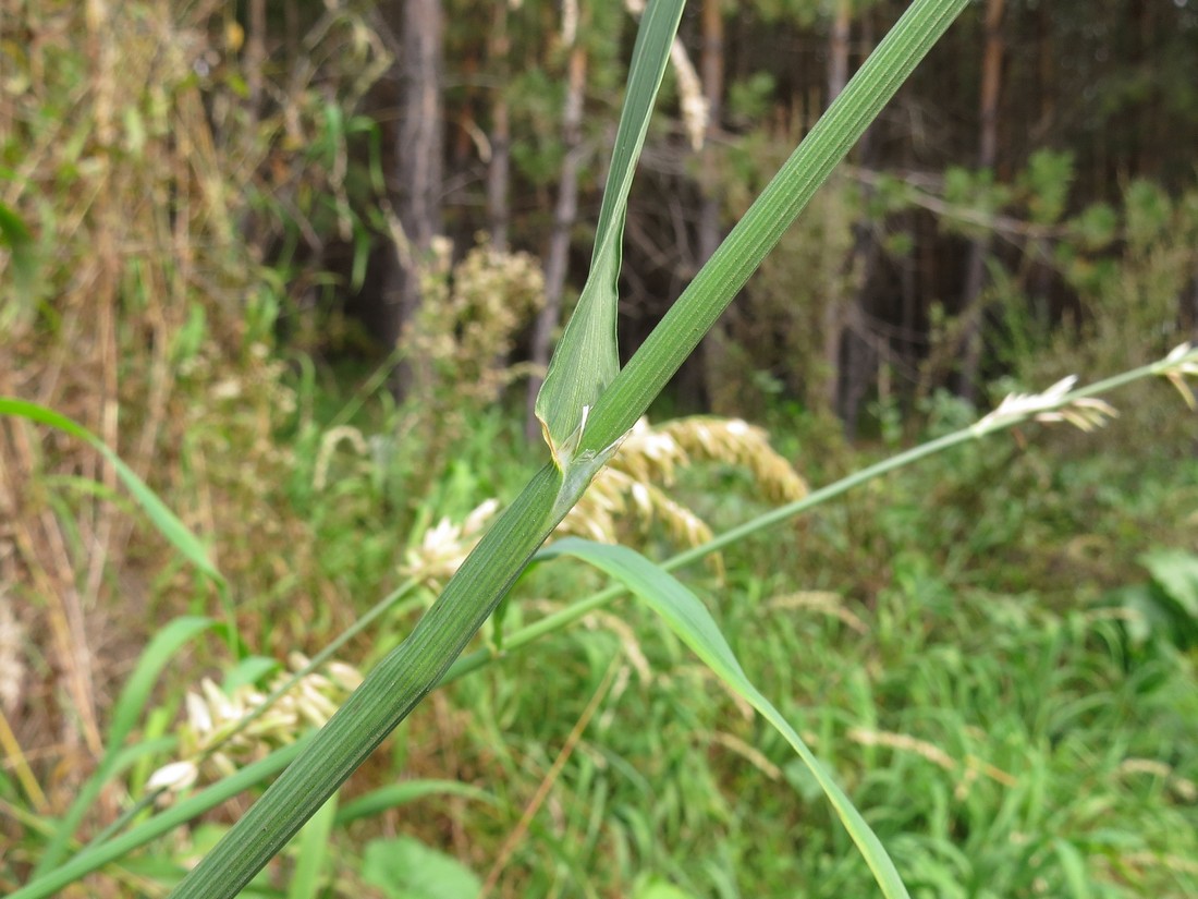 Image of Melica altissima specimen.