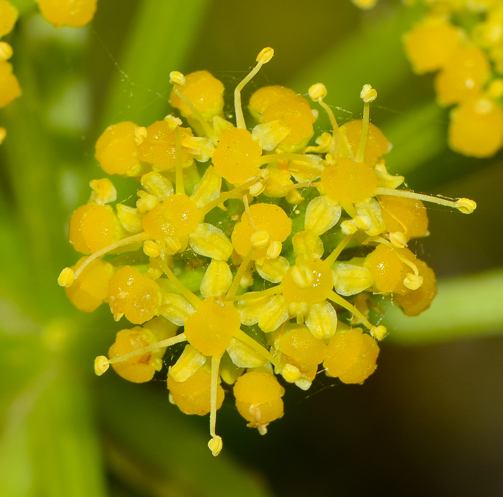 Изображение особи Astydamia latifolia.