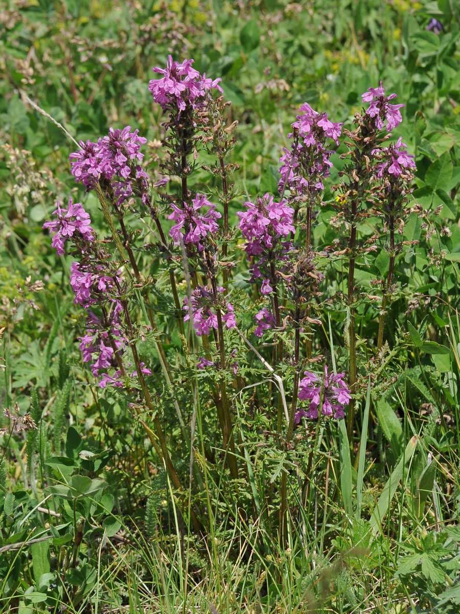 Image of Pedicularis macrochila specimen.