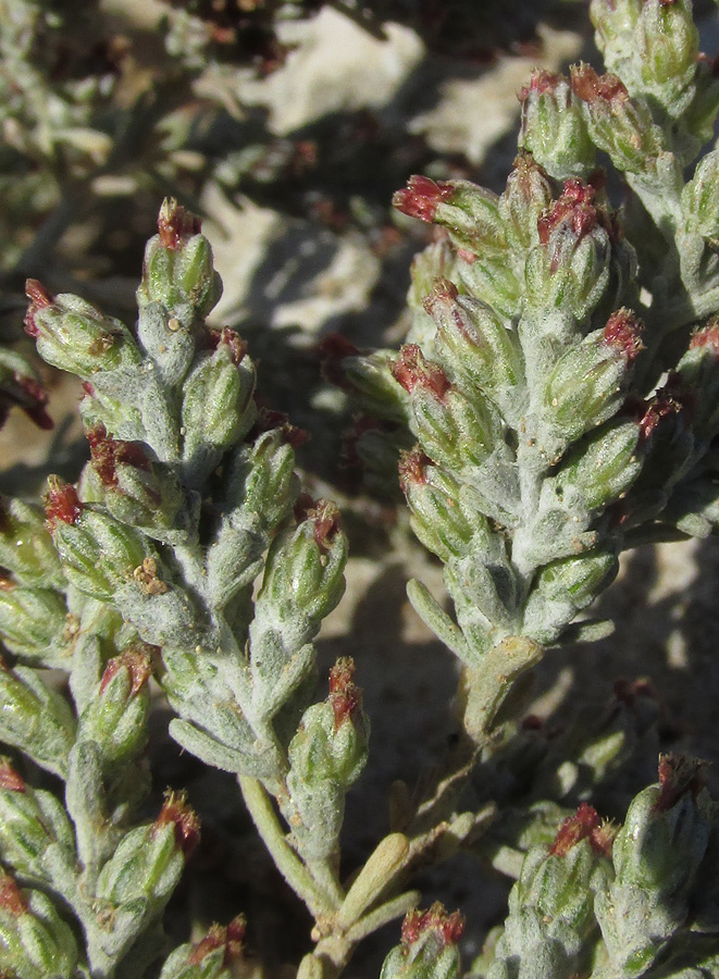 Image of Artemisia lercheana specimen.