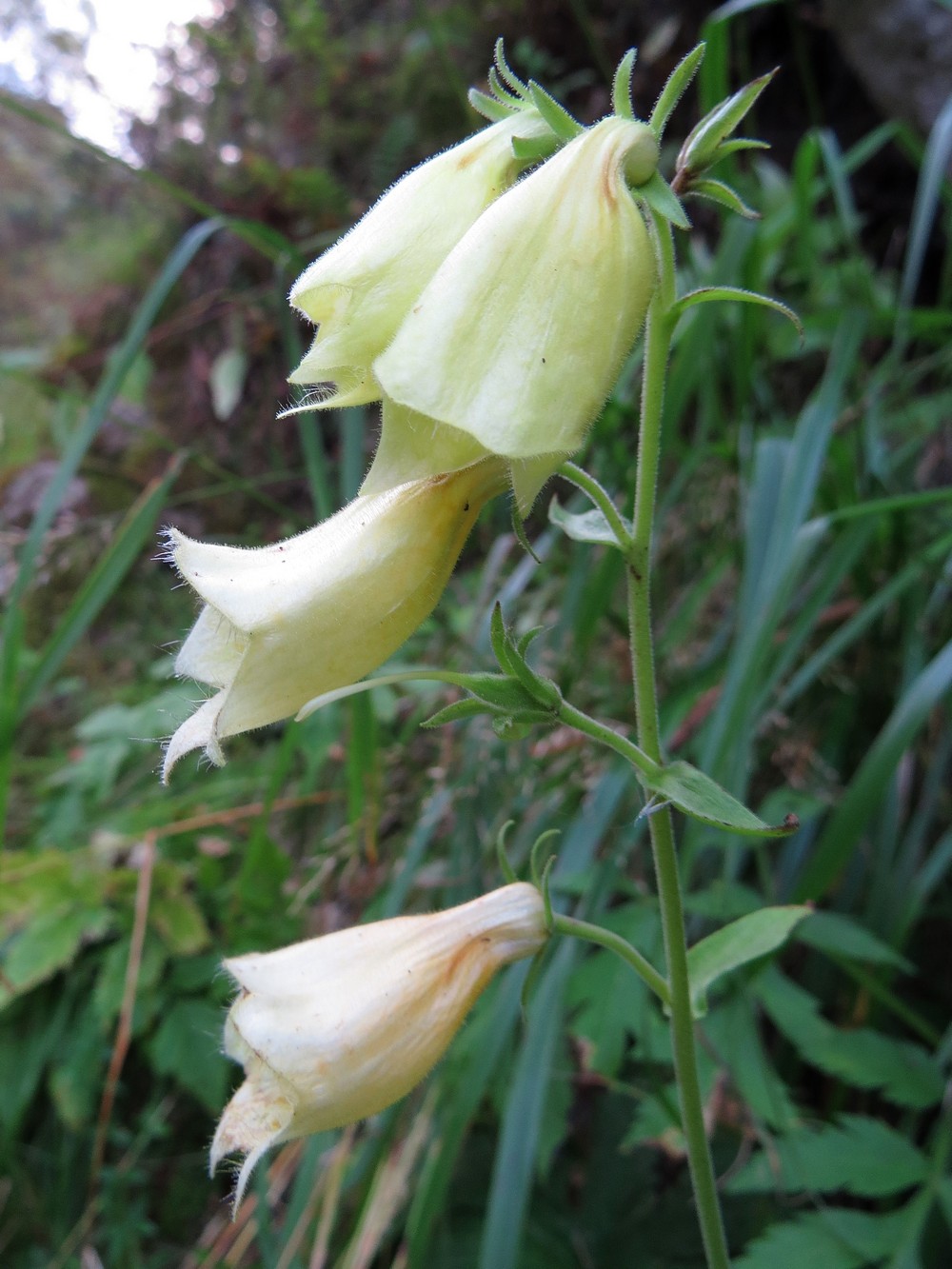 Image of Digitalis grandiflora specimen.