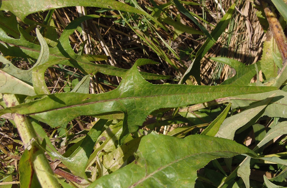 Image of Sonchus palustris specimen.