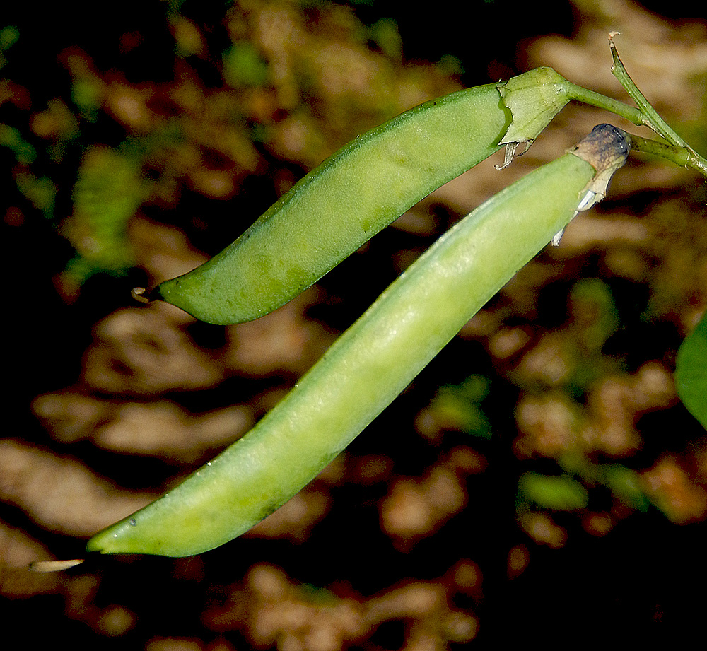 Изображение особи Lathyrus miniatus.