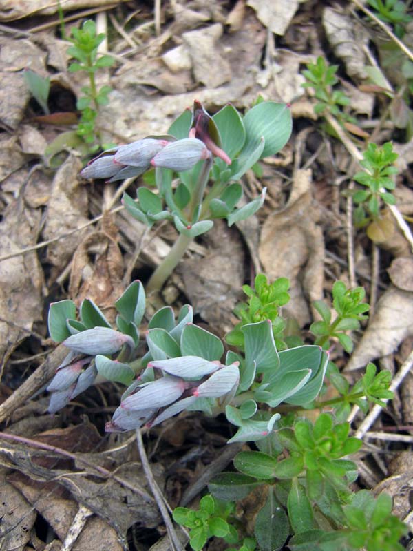 Изображение особи Corydalis ledebouriana.