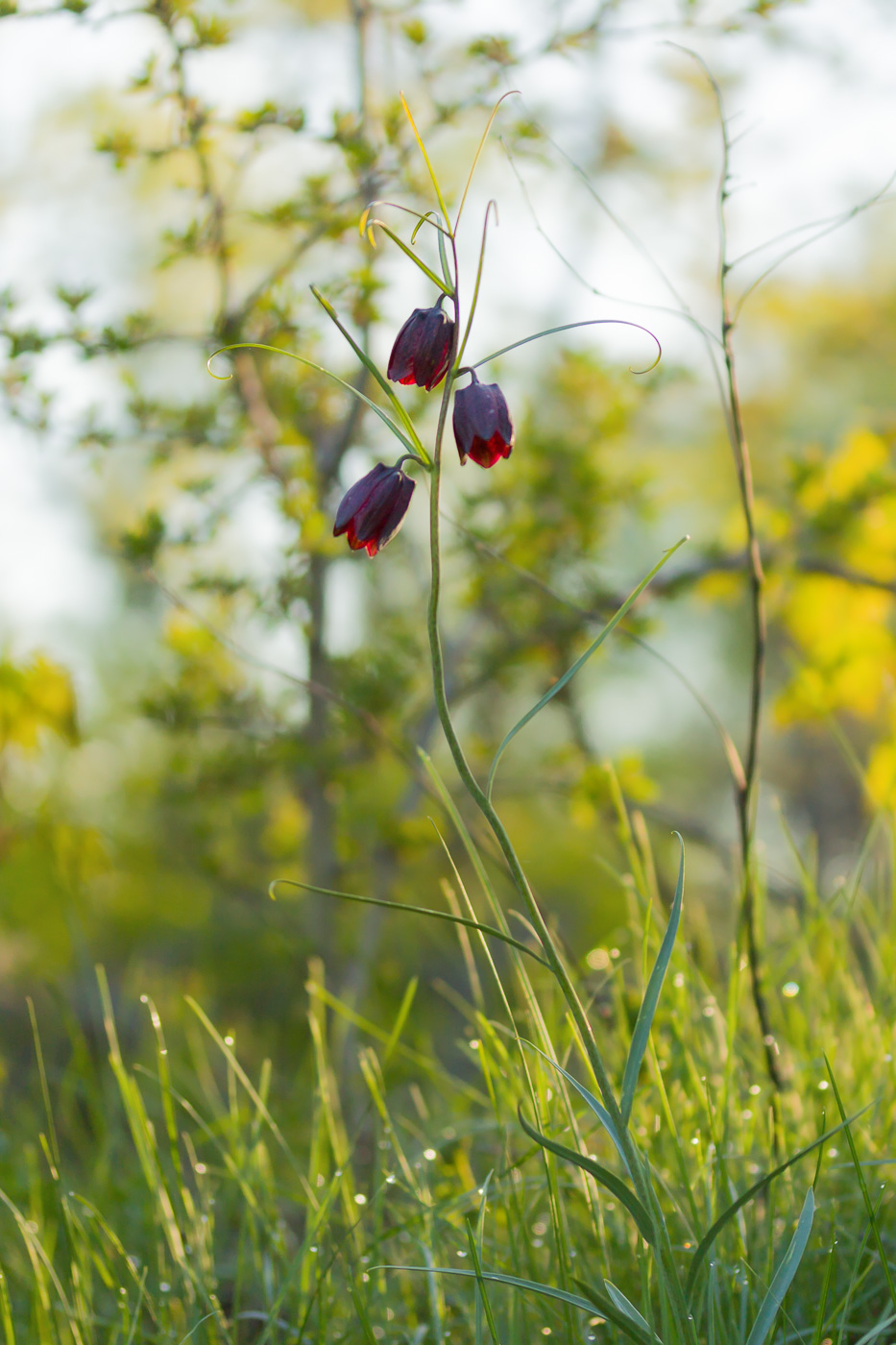 Изображение особи Fritillaria ruthenica.