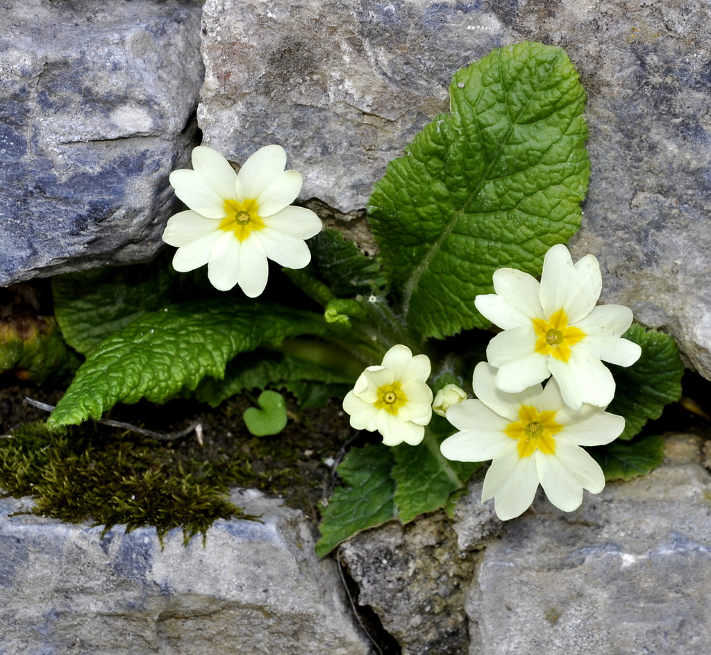 Image of Primula vulgaris specimen.