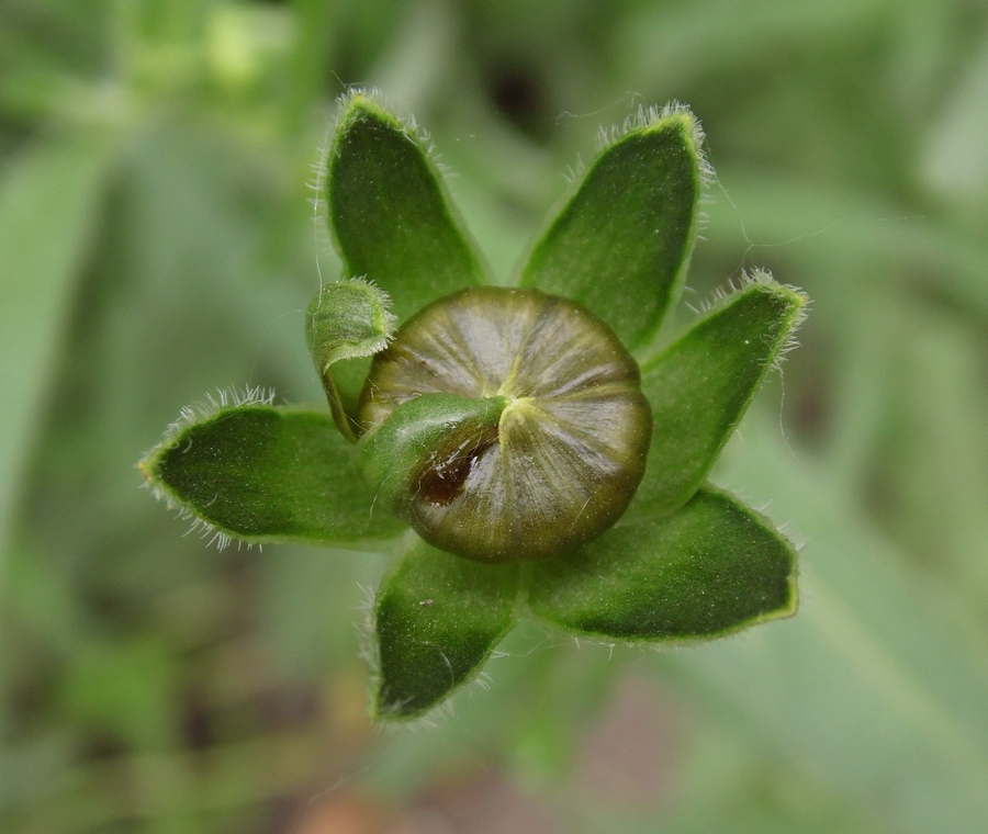 Image of Coreopsis grandiflora specimen.