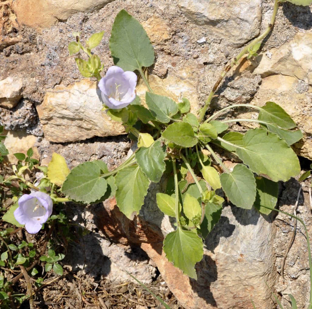 Изображение особи Campanula incurva.