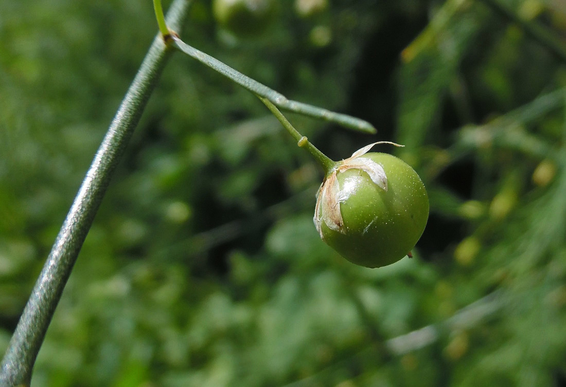 Image of Asparagus officinalis specimen.