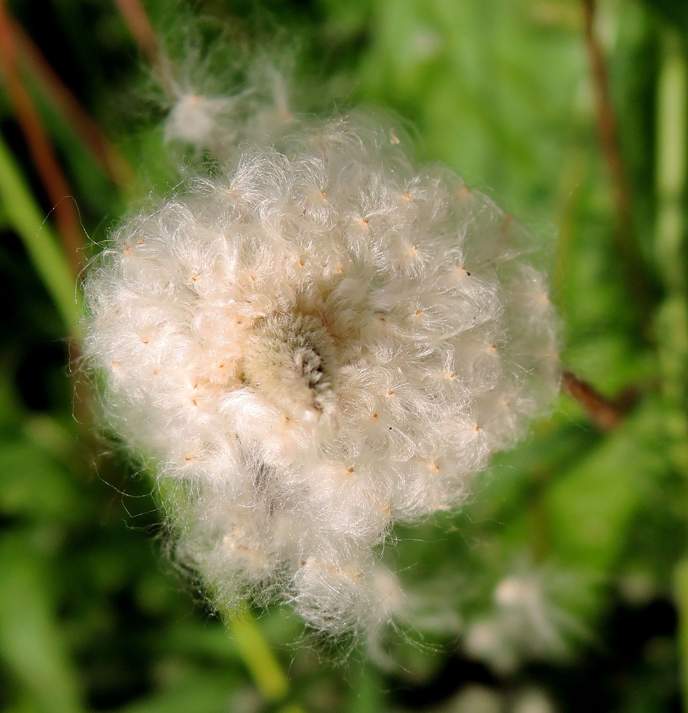 Image of Anemone sylvestris specimen.