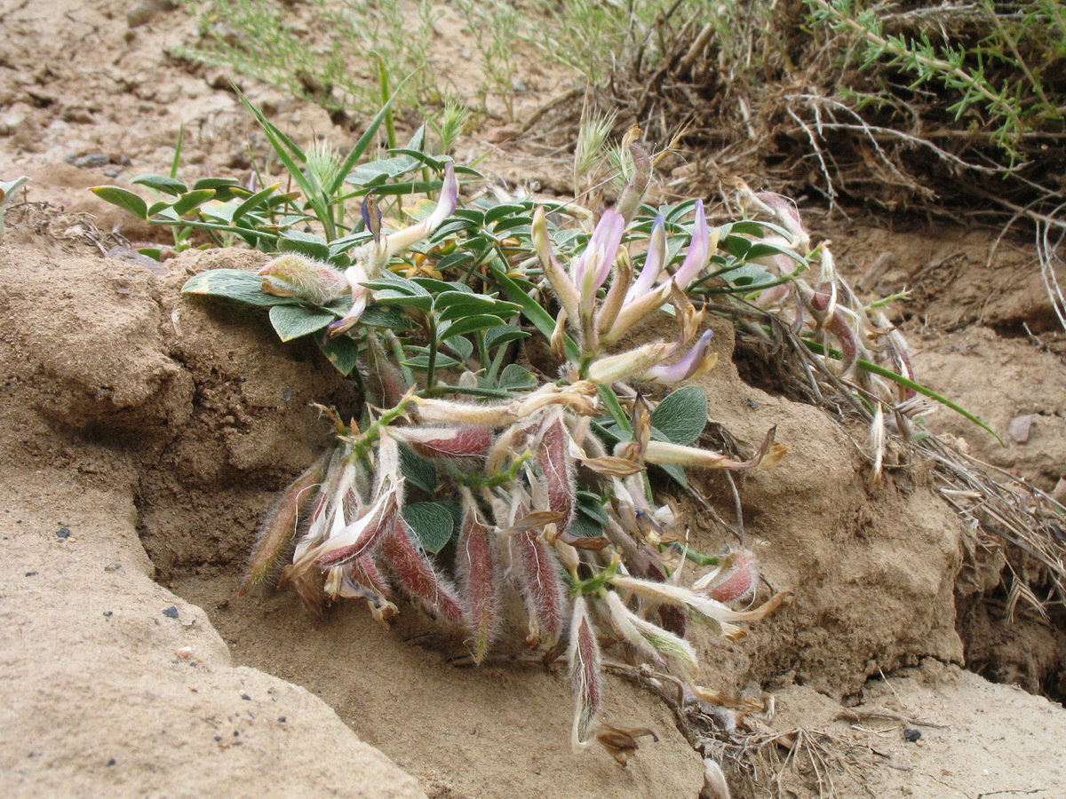 Image of Astragalus neo-popovii specimen.