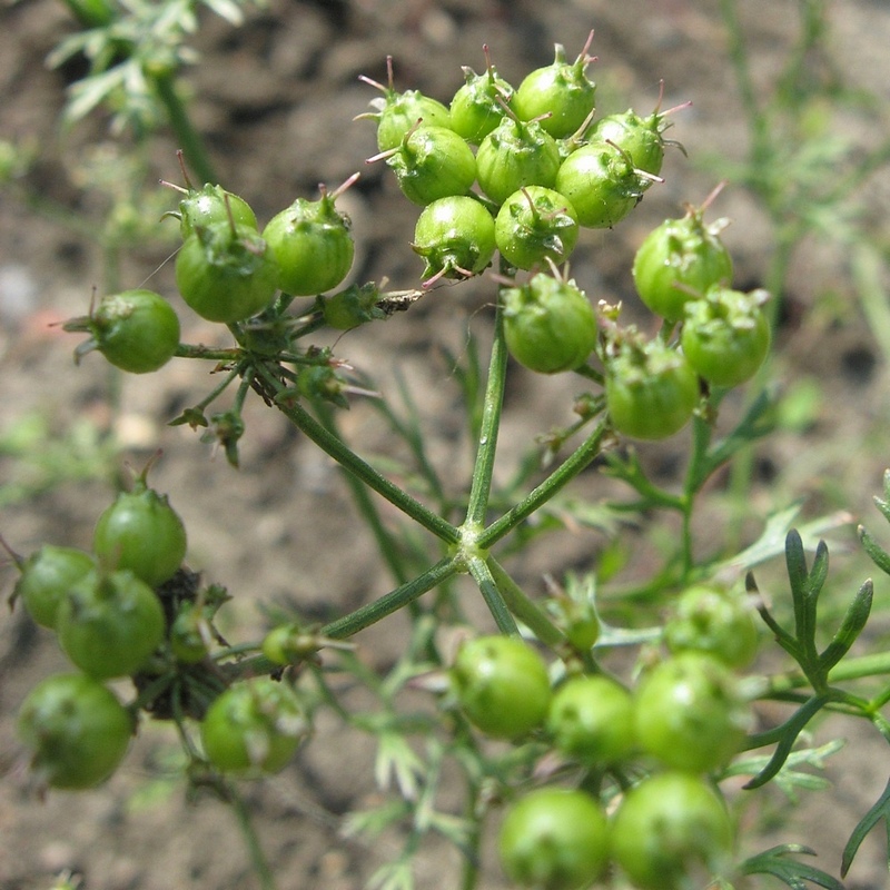 Изображение особи Coriandrum sativum.