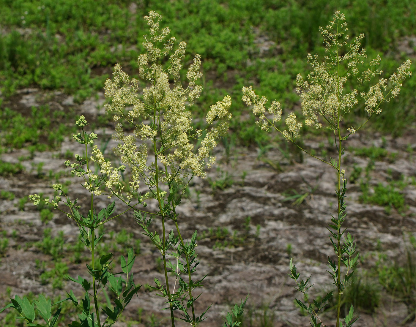 Image of Thalictrum flavum specimen.