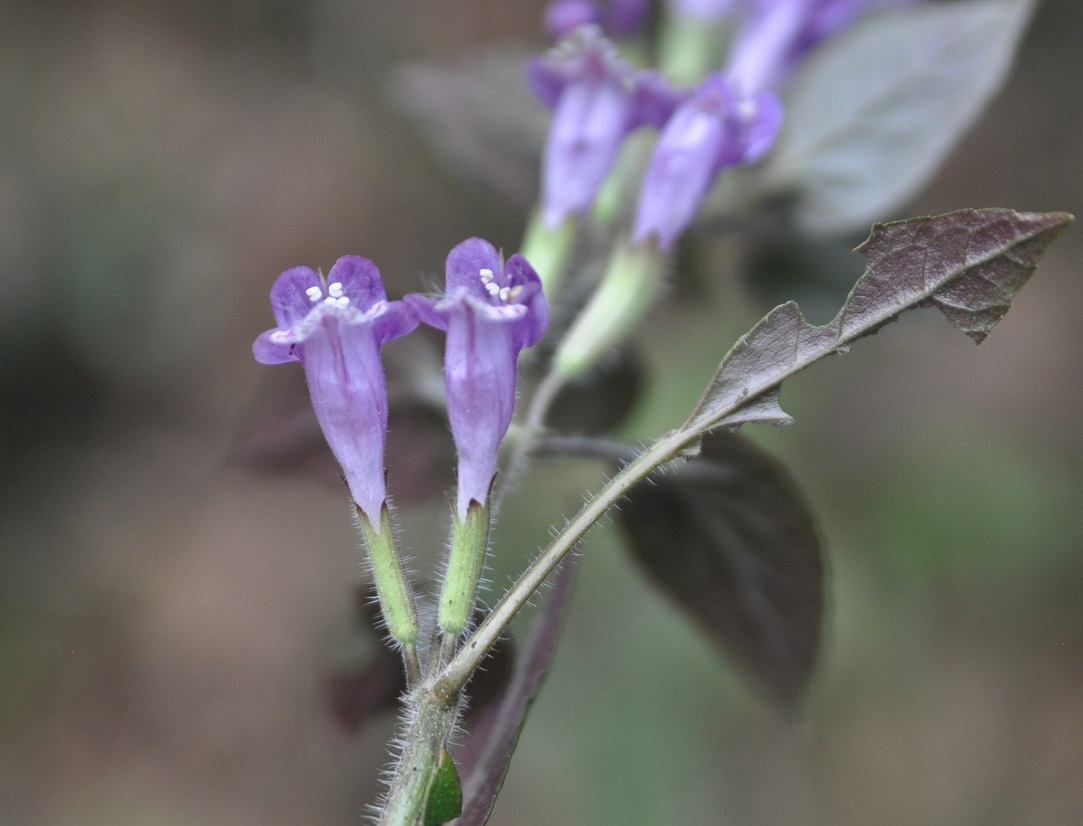 Image of familia Lamiaceae specimen.