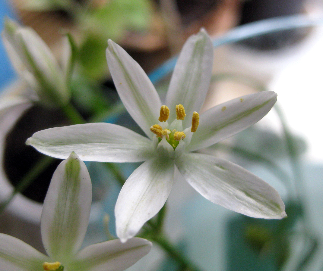 Image of Ornithogalum kochii specimen.