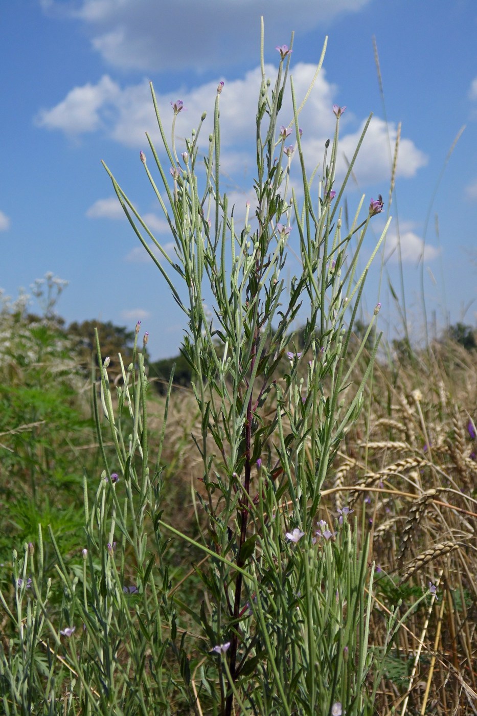 Image of Epilobium tetragonum specimen.