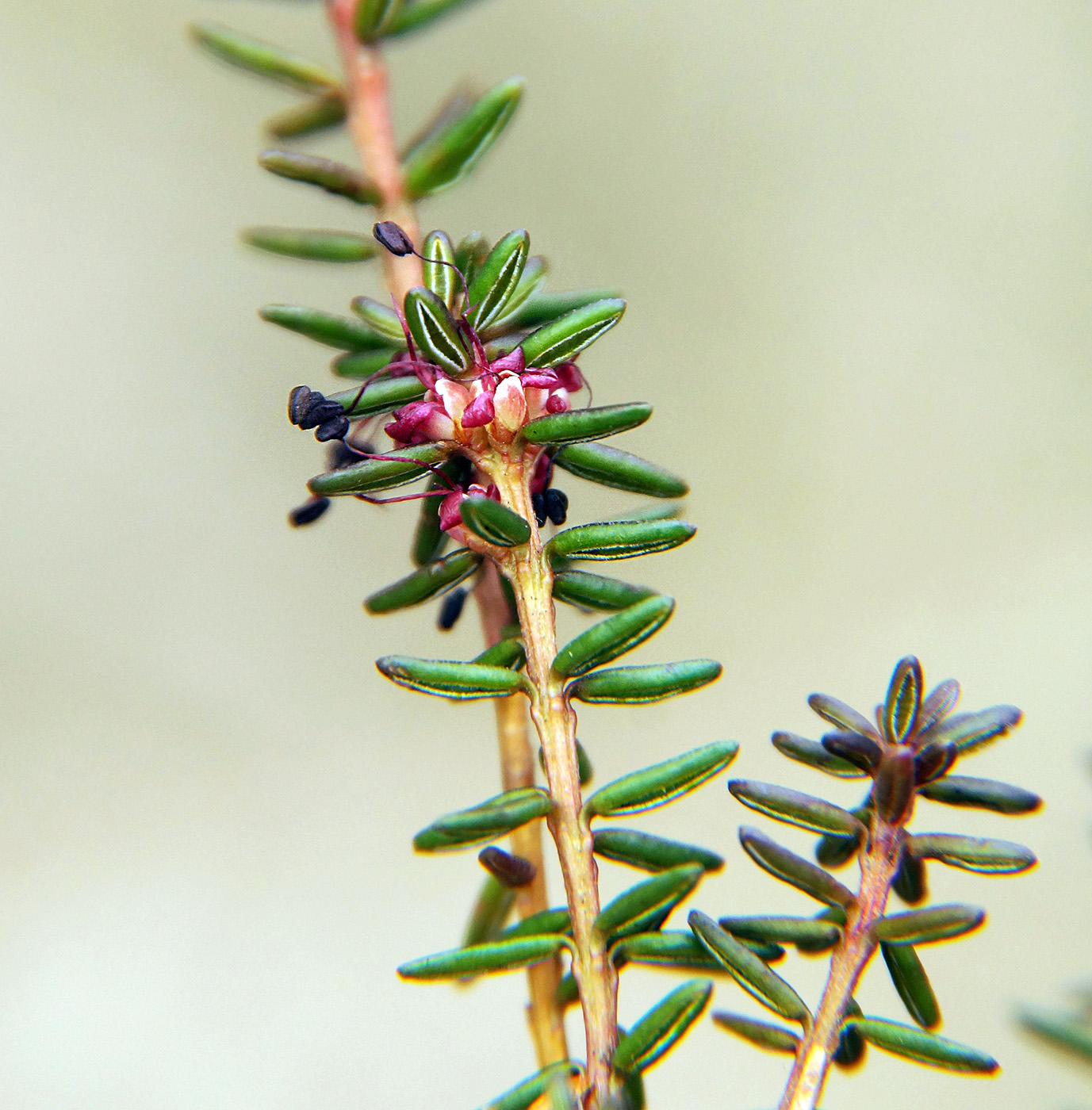 Image of Empetrum stenopetalum specimen.