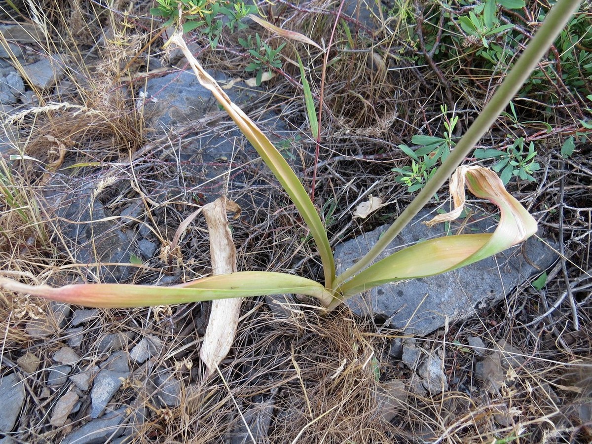 Image of Allium taschkenticum specimen.