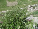 Salix pseudomedemii. Куст на каменистом склоне. Кабардино-Балкария, Эльбрусский р-н, долина р. Ирикчат, ок. 2900 м н.у.м. 06.08.2018.