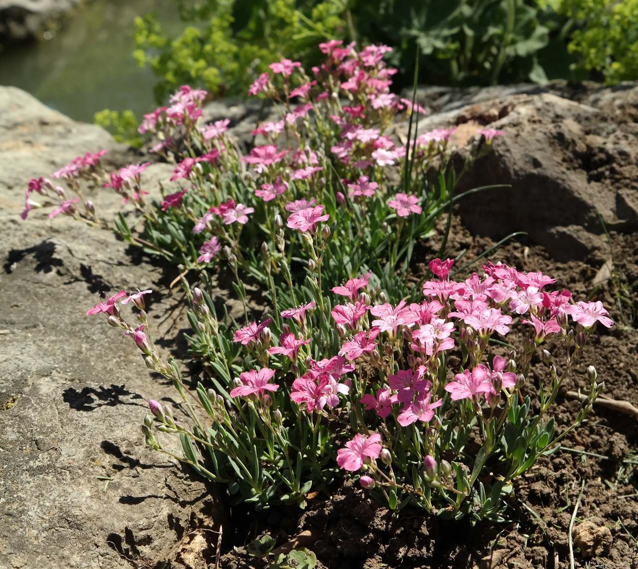 Изображение особи Gypsophila repens.