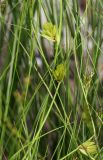 Carex bohemica