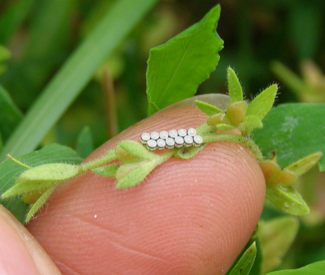 Image of Veronica arvensis specimen.