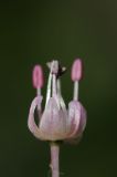 Allium turkestanicum