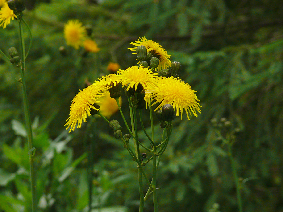 Изображение особи Sonchus arvensis ssp. uliginosus.