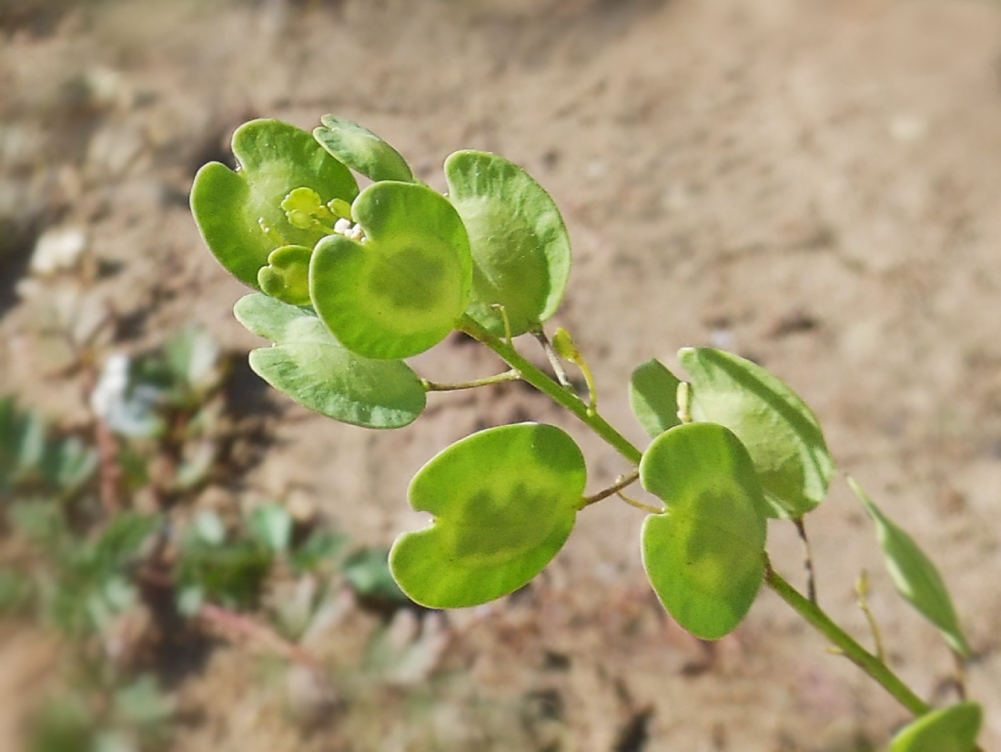 Image of Thlaspi arvense specimen.