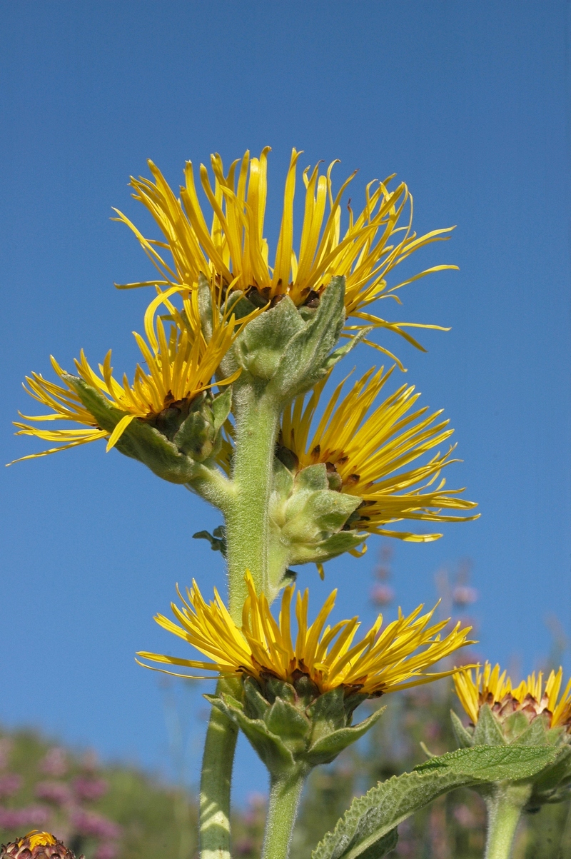 Image of Inula helenium specimen.